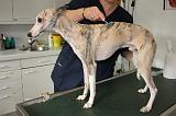 WHIPPET - PEIGNE ANTI PARASITES 117